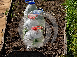 Growing young green seedlings of vegetable plant pumpkin and squash covered with a DIY greenhouse made from cut plastic bottle of