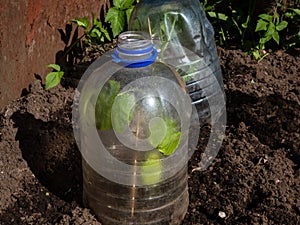 Growing young green seedlings of vegetable plant pumpkin and squash covered with a DIY greenhouse made from cut plastic bottle of
