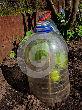 Growing young green seedlings of vegetable plant pumpkin and squash covered with a DIY greenhouse made from cut plastic bottle of
