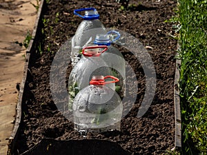 Growing young green seedlings of vegetable plant pumpkin and squash covered with a DIY greenhouse made from cut plastic bottle of