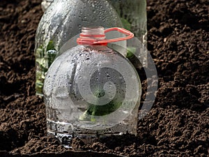 Growing young green seedlings of vegetable plant pumpkin and squash covered with a DIY greenhouse made from cut plastic bottle of