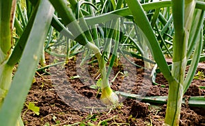 Growing young leeks in the backyard, on the plot. Green onions