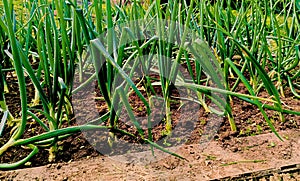 Growing young leeks in the backyard, on the plot. Green onions