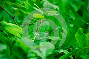 Growing young oak tree and lily of the valley