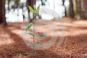 Growing young plant on bokeh background,Close-up