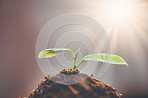 Growing young plants with sunlight. Selective focus. Sustainable agriculture and plant growth concept