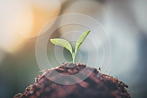 Growing young plants with sunlight. Selective focus. Sustainable agriculture and plant growth concept