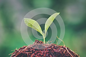 Growing young plants with sunlight. Selective focus. Sustainable agriculture and plant growth concept