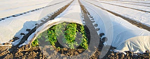 Growing young potatoes under agrofibre in small greenhouses. Farming and agriculture. Plantations. Spunbond to protect against