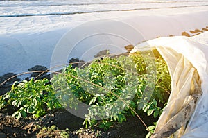 Growing young potatoes under agrofibre in small greenhouses. Spunbond to protect against frost and keep humidity of vegetables.