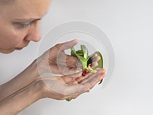 The growing young roots of an orchid seedling in the hands on a white background. Resuscitation of orchids. Home floriculture