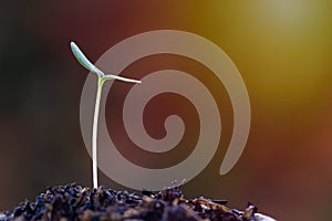 Growing your life, wealth, business, financial concept. A growth sprout on good soil with sun light and space for text design