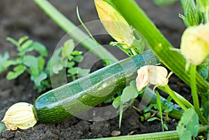 Growing zucchini