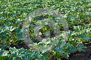 Growing zucchini