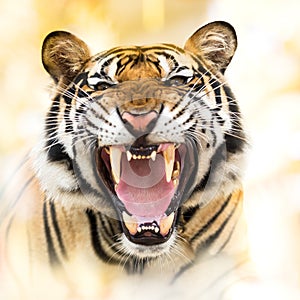 Growl siberian tiger