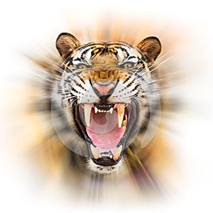 Growl siberian tiger