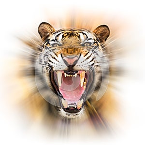 Growl siberian tiger photo