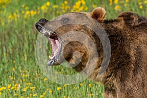 Growling Grizzly Bear photo