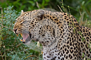 Growling leopard