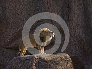 Growling lion standing on rock