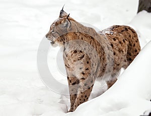 Growling Lynx on the whit background