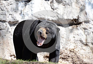 Growling sun bear