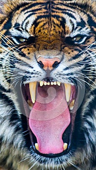 Growling tiger