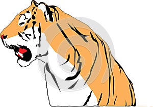 Growling tiger