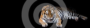 Growling Tiger Banner