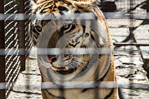 Growling, tiger in a cage, rescue, animal protection, safety, SOS