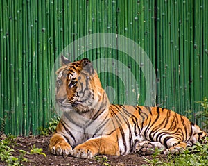 growling tiger in the zoo  in Delhi India.