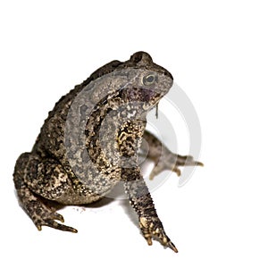 Grown American Toad