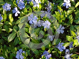 Grown as an ornamental plant: Meteng or winter green