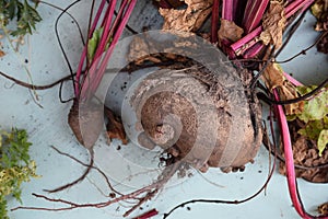 Grown beets just pulled out of the furrows in the garden