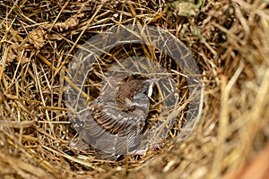 Grown Chick Fledgling Of Sparrow In Nest Close Up