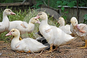 Grown Chicks Muscovy ducks in the poultry farm.