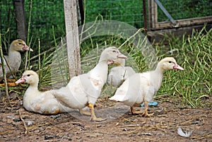 Grown Chicks Muscovy ducks in the poultry farm.