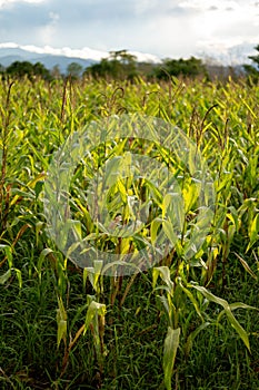 The grown corn is not beautiful because of plant disease