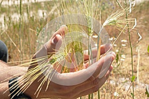 Grown ears of wheat in the hands of a farmer. Rye in the hands of man