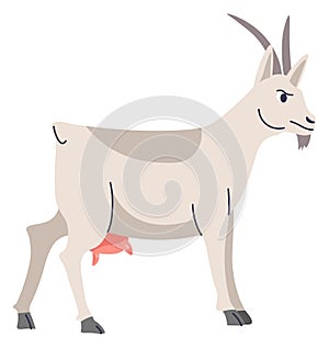 Grown goat, breeding and farming animals vector