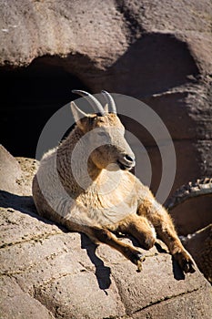 Grown mother west Caucasian tur sheep resting on sunny cliff