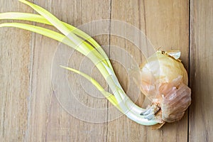 Grown onion on wooden board