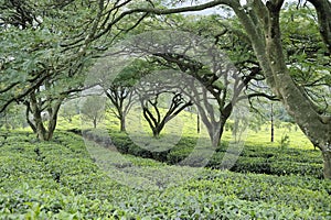 Grown shade trees of tea plantations