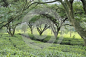 Grown shade trees of tea plantations photo