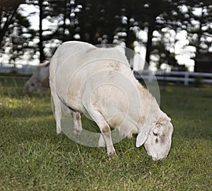 Grown sheep ram in a summer paddock