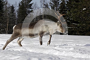 Reindeer / Rangifer tarandus in winter