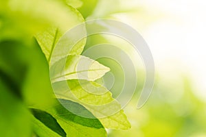 Grown up business background concept. closeup natural leaf green