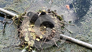 Grown up chicks of gray geese in the nest