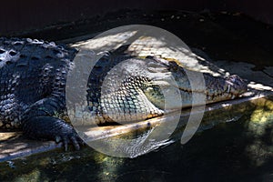 A grown-up crocodile in Palawan close-up