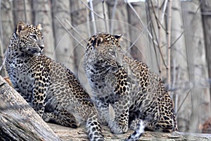 grown-up cubs Sri Lanka Leopard, Panthera pardus kotiya